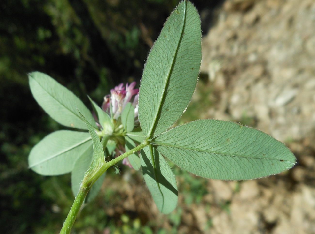 Trifolium medium L. / Trifoglio medio